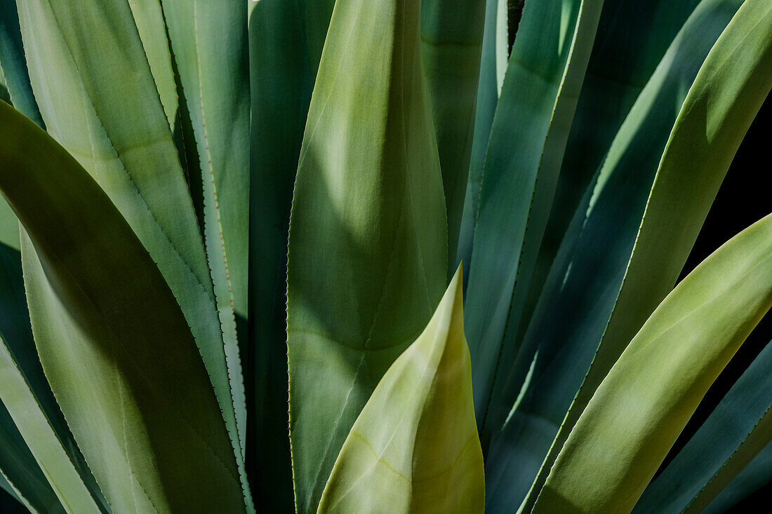 USA, Arizona, Tucson, Close-up of agave plant