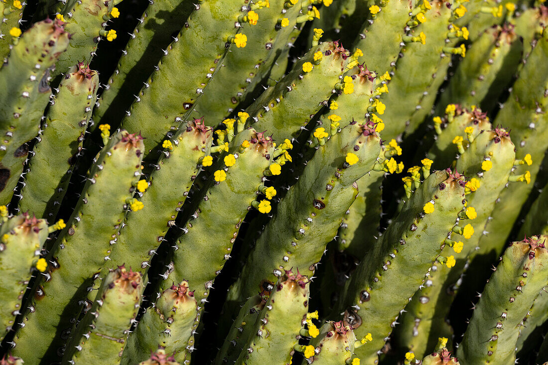 USA, Arizona, Tucson, Close-up of cacti with yellow flowers
