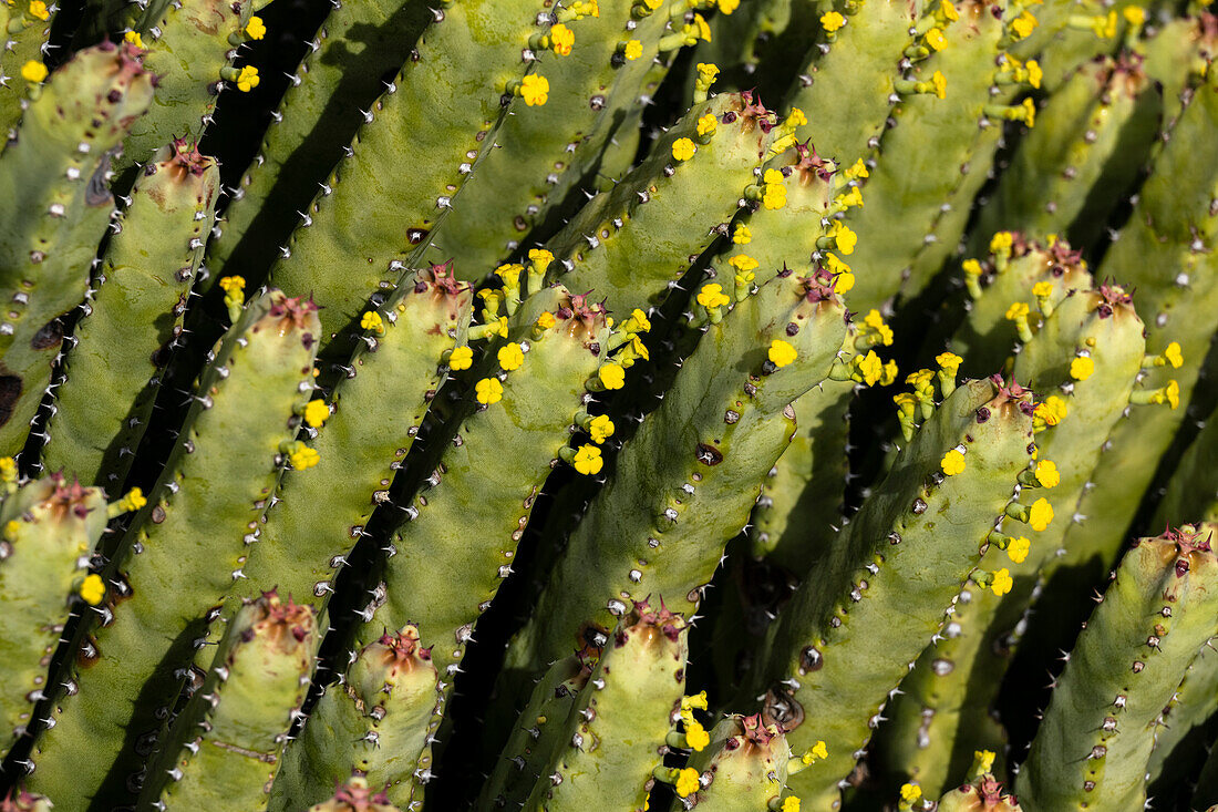 USA, Arizona, Tucson, Nahaufnahme von Kakteen mit gelben Blüten