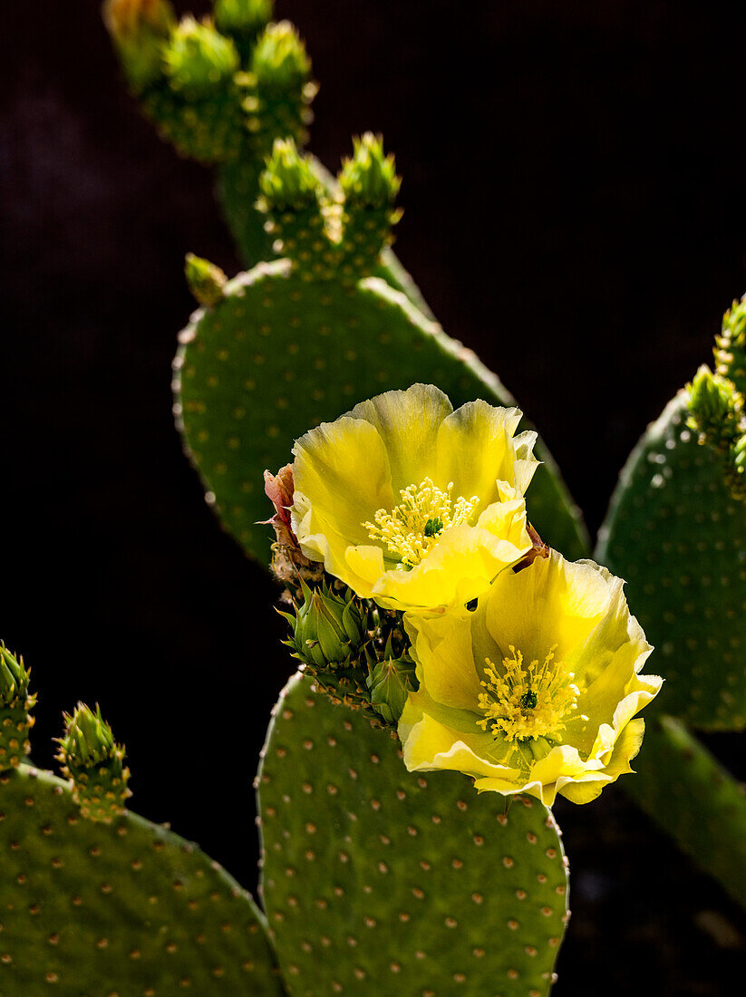 USA, Arizona, Tucson, Close-up of blooming prickly pear cactus