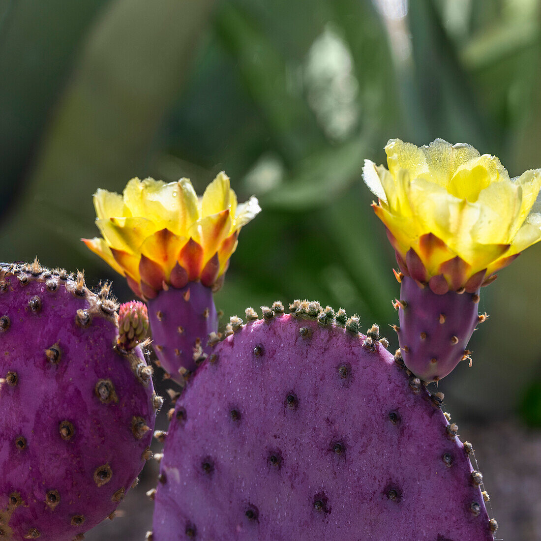 USA, Arizona, Tucson, Nahaufnahme eines blühenden Kaktus mit Feigenkaktus