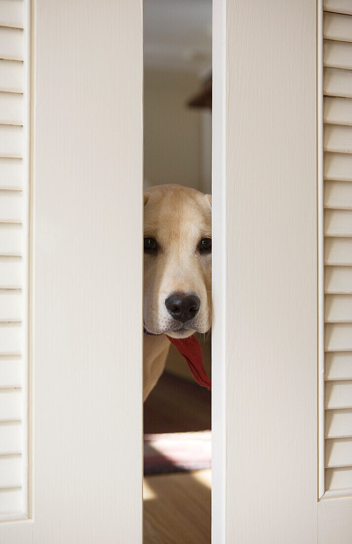 Labrador-Retriever-Welpe späht durch Türen