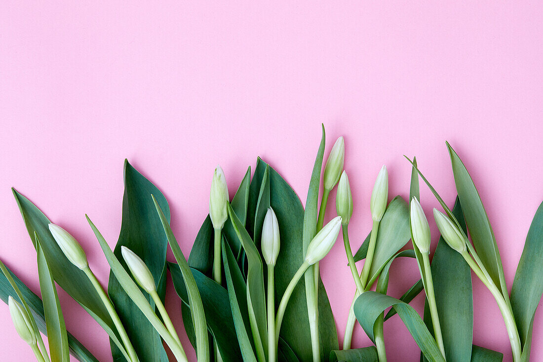 Tulpenknospen und Blätter vor rosa Hintergrund