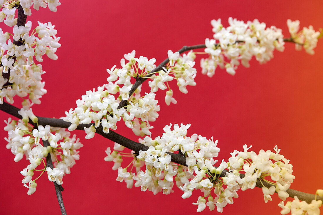 Kirschblüte vor rotem Hintergrund