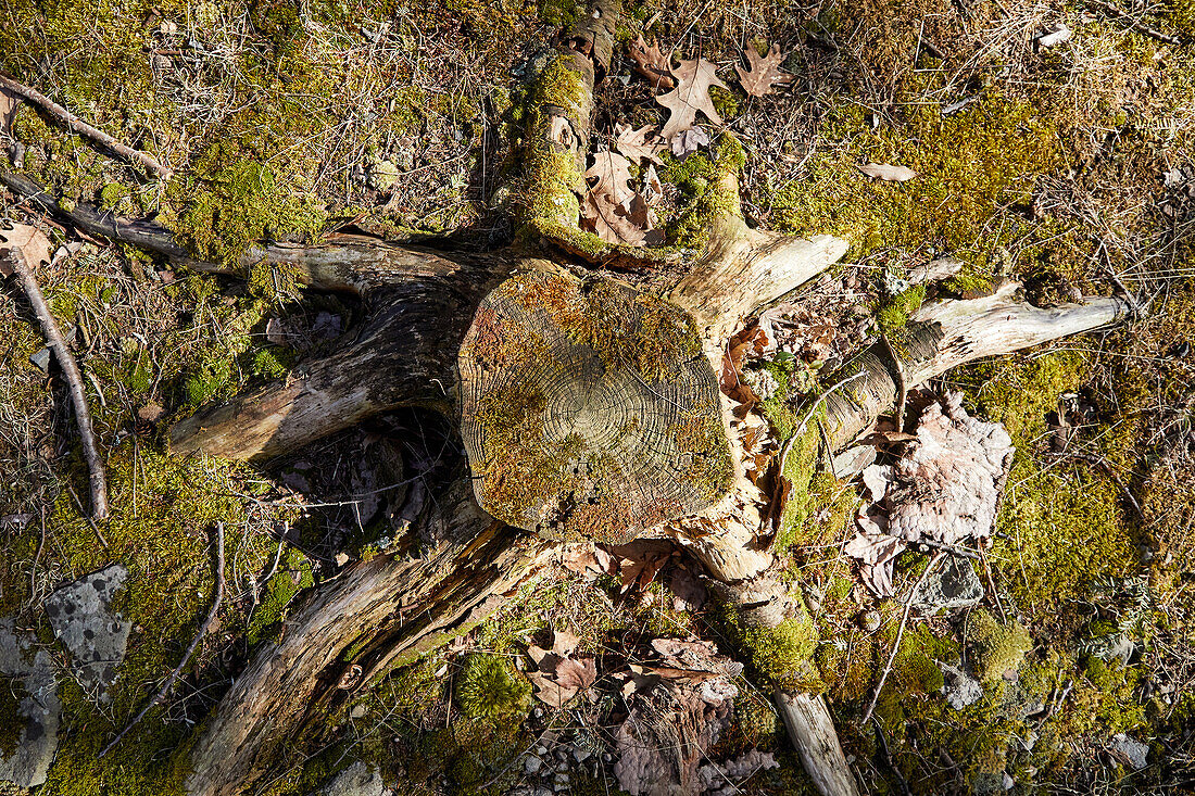 Overhead view of moss covered tree stump