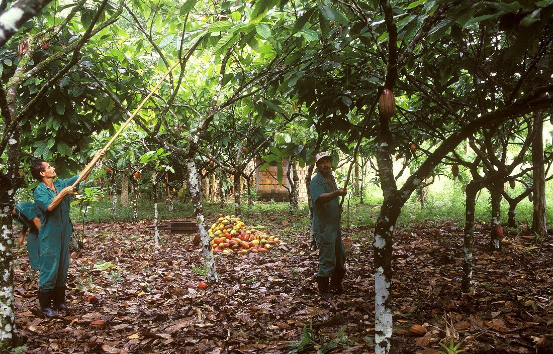 Brasilianer unter Kakaobäumen ernten die Kakaofrüchte