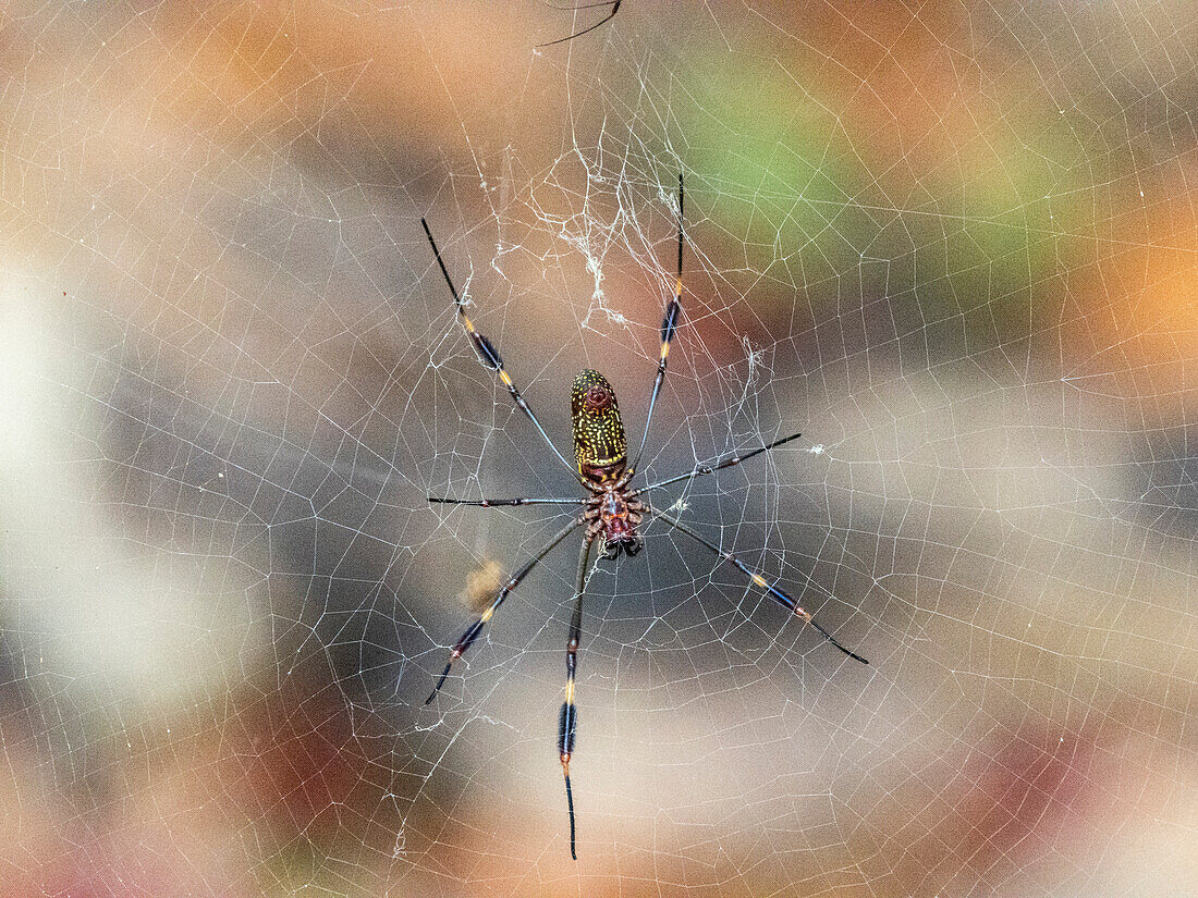 Adult golden silk spider (Trichonephila clavipes), within its web on Coiba Island, Panama, Central America