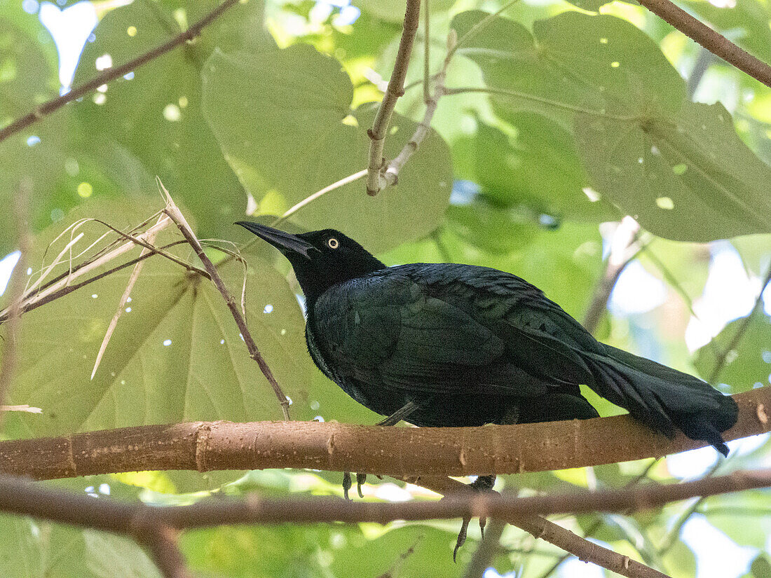 Adult great-tailed grackle (Quiscalus mexicanus), perched in a tree on Coiba Island, Panama, Central America