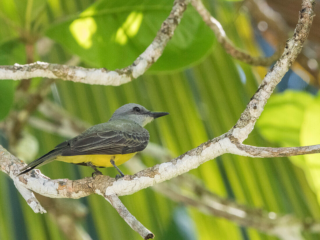 Adult tropical kingbird (Tyrannus melancholicus), perched in a tree on Coiba Island, Panama, Central America