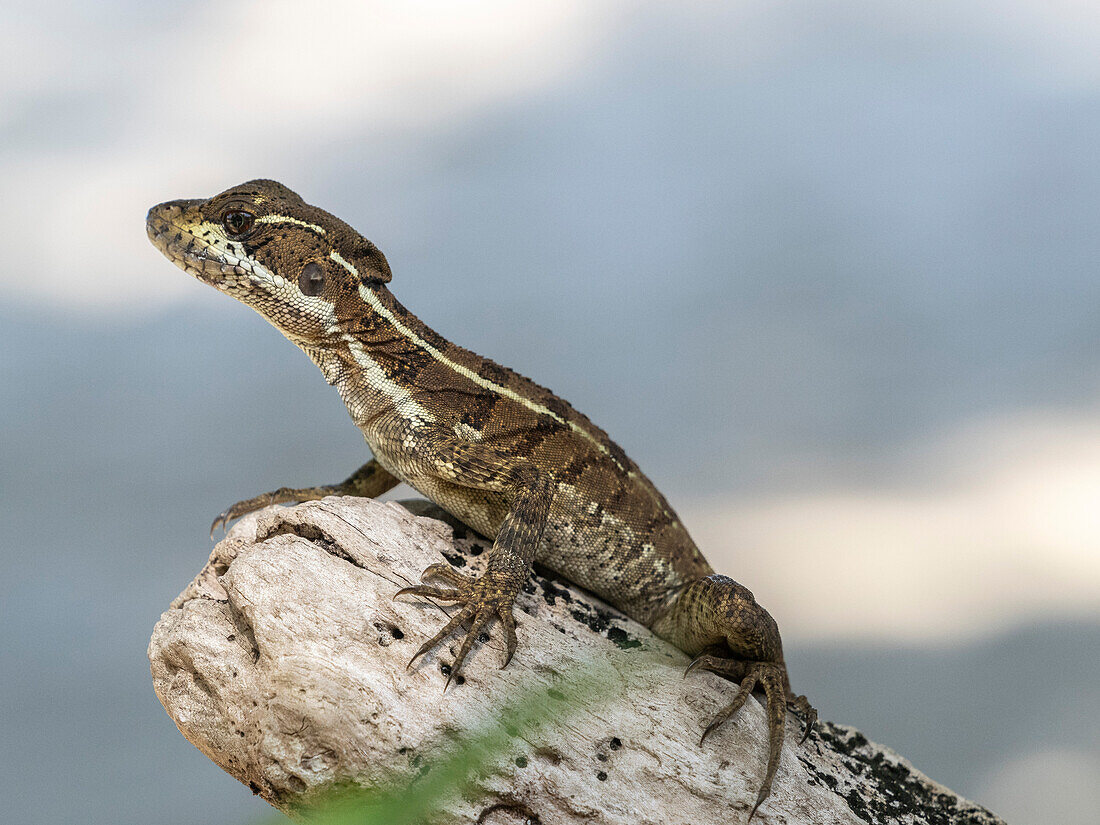 Junger Basilisk (Basiliscus basiliscus), auf einem Baum auf der Insel Coiba, Panama, Mittelamerika