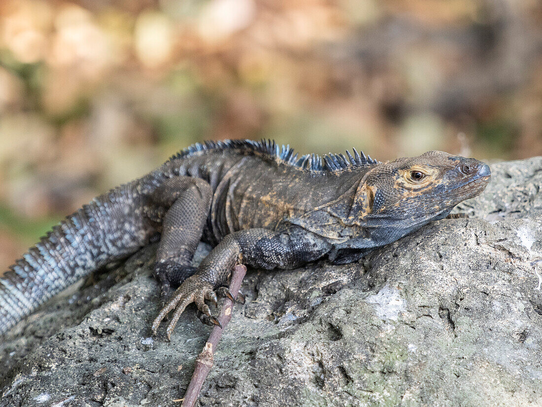 Ein erwachsener Schwarzer Stachelschwanzleguan (Ctenosaura similis), auf dem Boden auf der Insel Barro Colorado, Panama, Mittelamerika