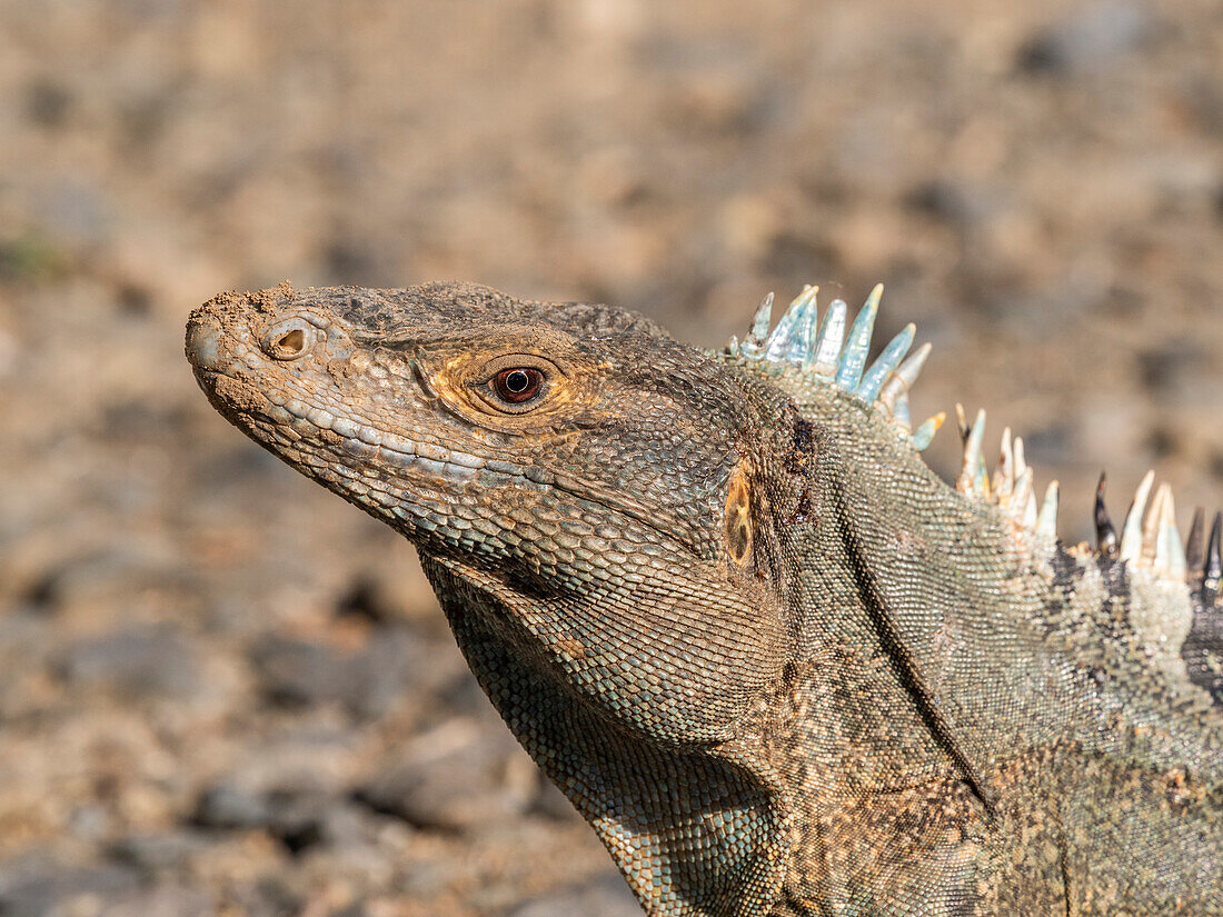 An adult black spiny-tailed iguana (Ctenosaura similis), on the ground on Barro Colorado Island, Panama, Central America