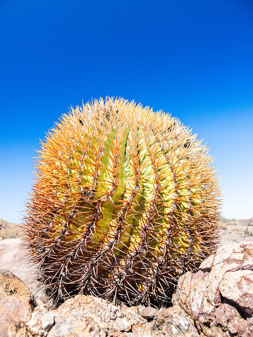 Zwergfasskaktus (Ferocactus digueti), auf Isla del Carmen, Baja California Sur, Mexiko, Nordamerika