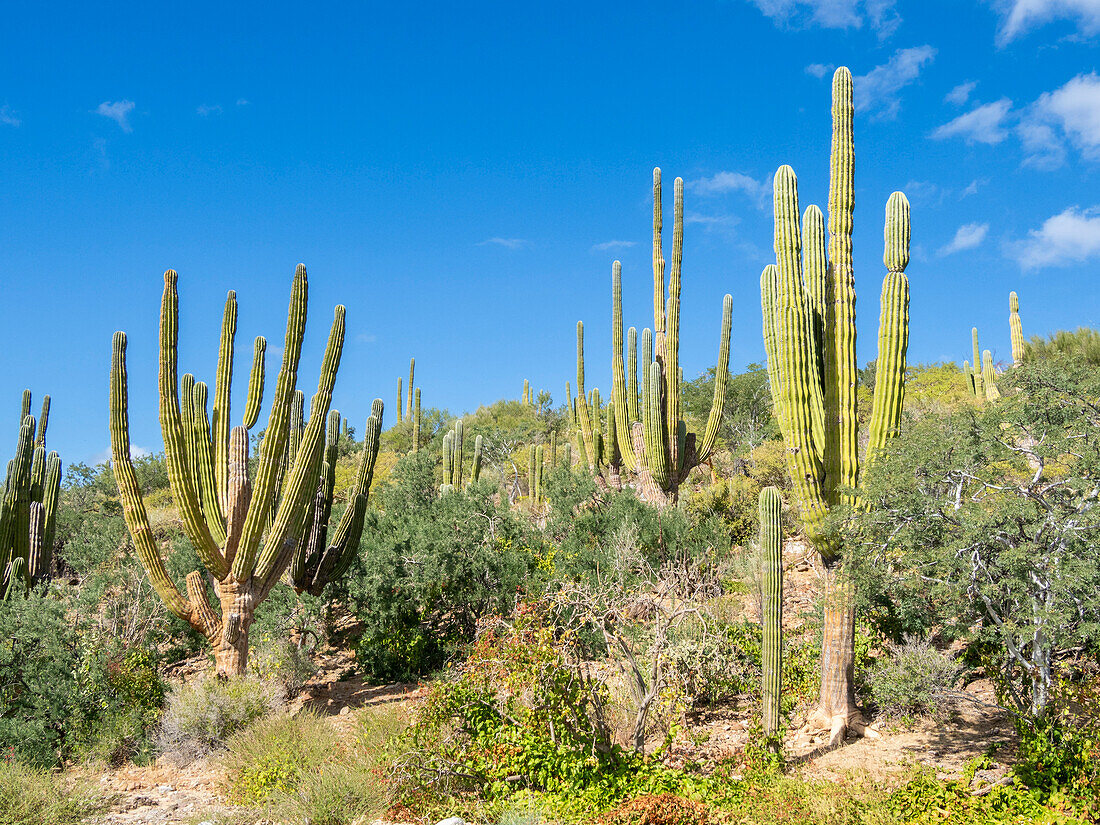 Cardon cactus (Pachycereus pringlei) forest on Isla San Jose, Baja California Sur, Mexico, North America