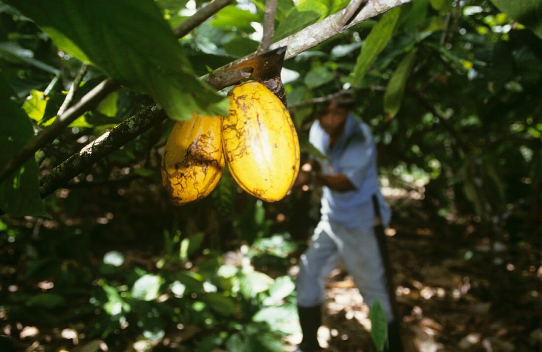 Cocoa harvest: cacao fruits on the tree