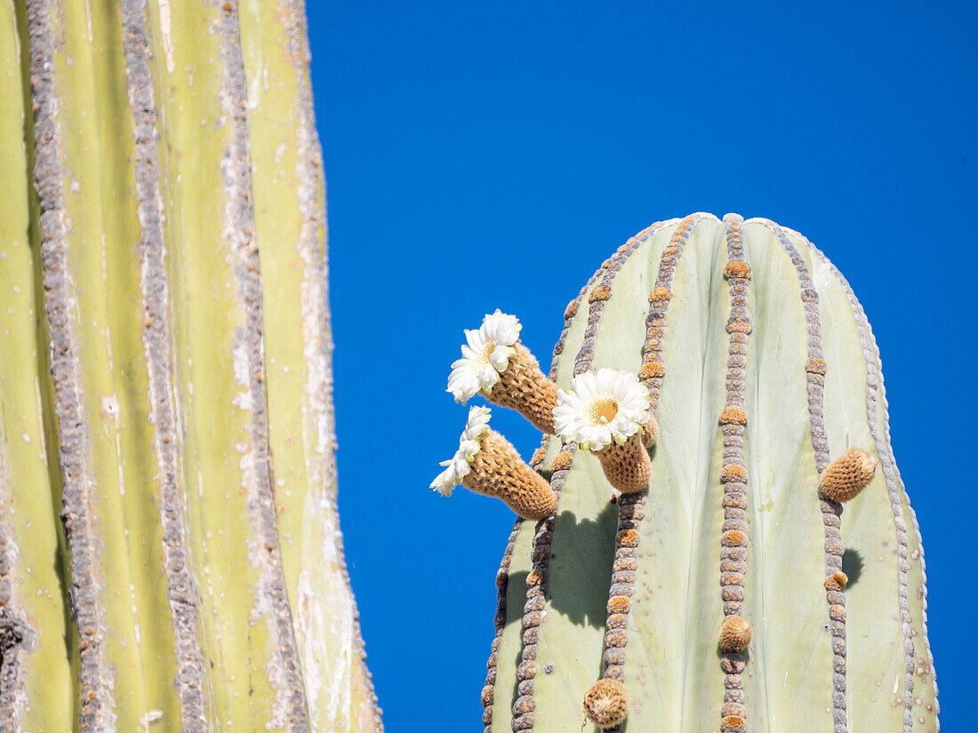 Cardon-Kaktus (Pachycereus pringlei), Blütendetail auf der Isla San Esteban, Baja California, Mexiko, Nordamerika