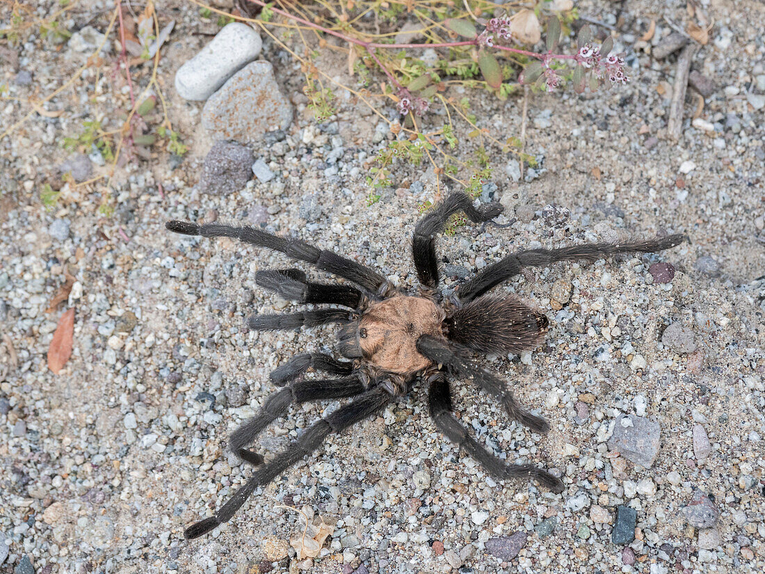 Adult tarantula (Aphonopelma spp)., found near San Jose del Cabo, Baja California Sur, Mexico, North America