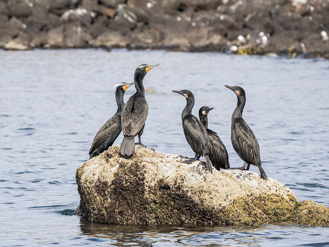 Adult double-crested cormorants (Nannopterum auritum) on offshore rock, Isla Ildefonso, Baja California, Mexico, North America