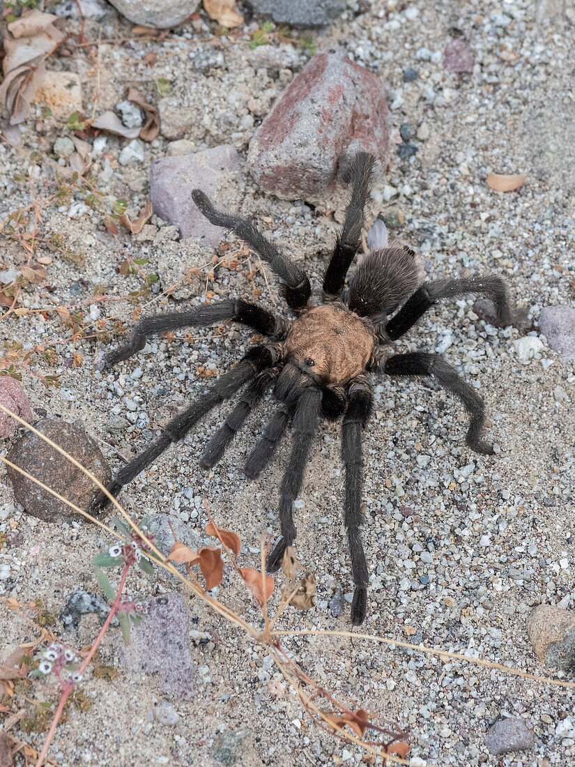 Adult tarantula (Aphonopelma spp.), found near San Jose del Cabo, Baja California Sur, Mexico, North America
