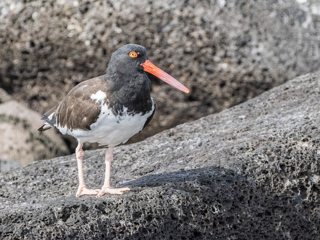 Adult American oystercatcher (Haematopus palliatus), hunting along the shore, Isla Rasa, Baja California, Mexico, North America