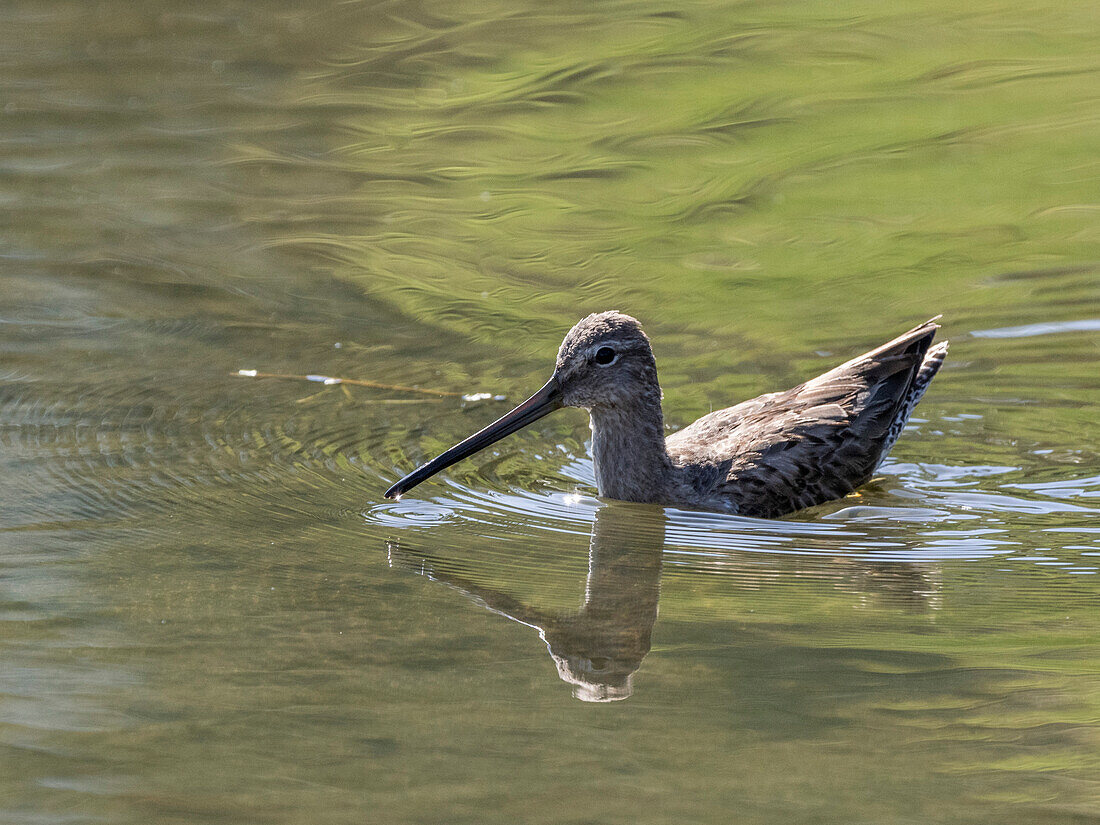 Ausgewachsene Langschnabel-Wasseramsel (Limnodromus scolopaceus), in einer Lagune bei San Jose del Cabo, Baja California Sur, Mexiko, Nordamerika