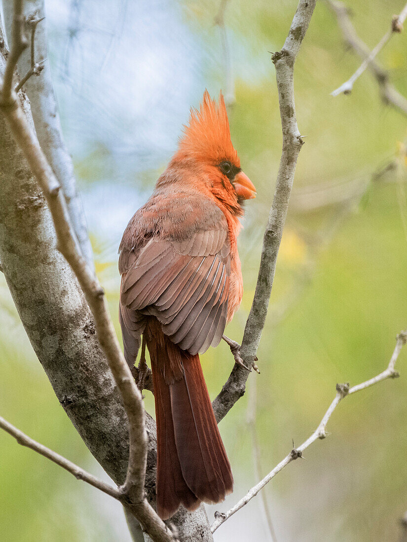 Ausgewachsener männlicher Kardinal (Cardinalis cardinalis), sitzend in einem Baum, San Jose del Cabo, Baja California Sur, Mexiko, Nordamerika