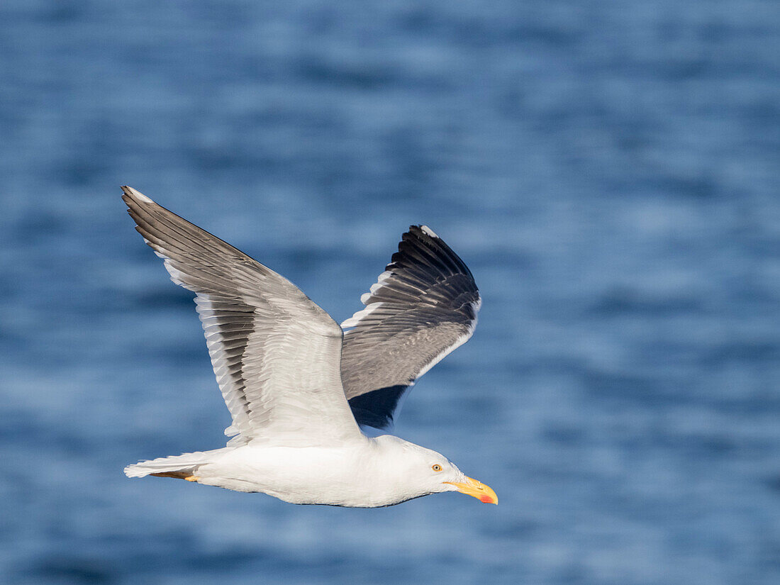 Adult yellow-footed gull (Larus livens), in flight, Isla San Pedro Martir, Baja California, Mexico, North America
