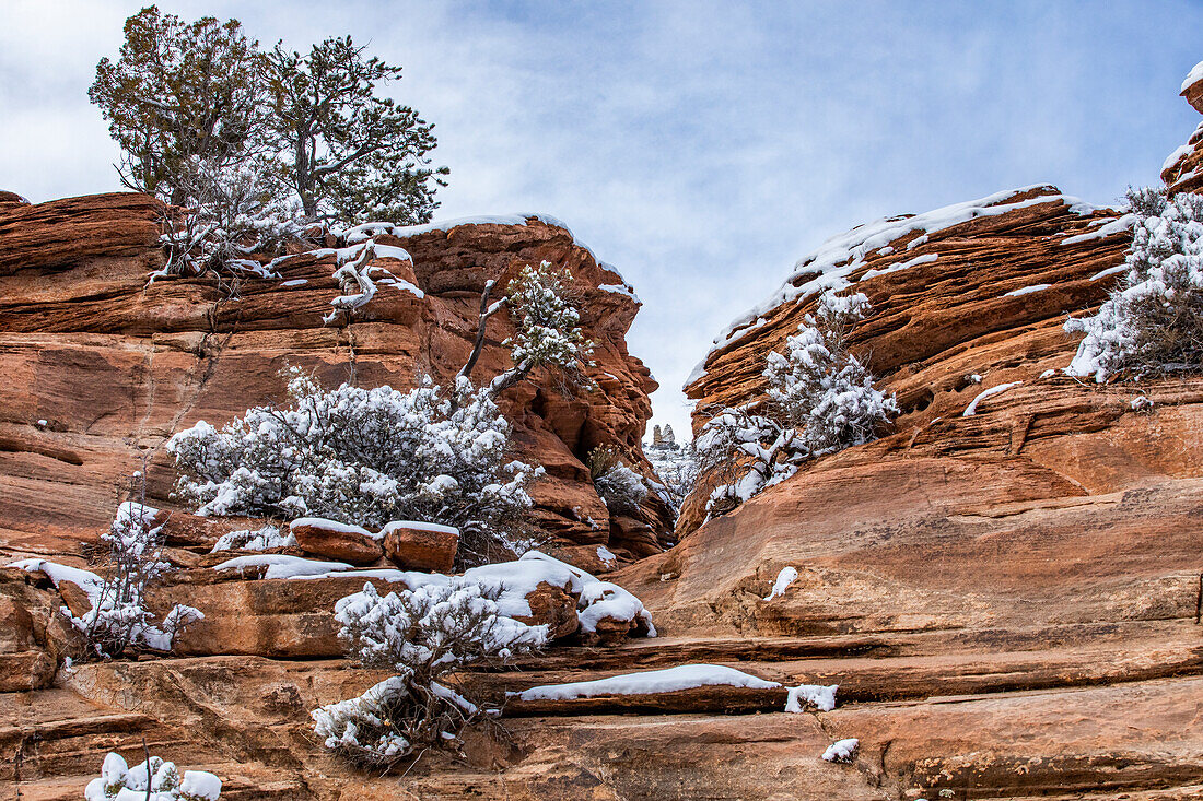 USA, Utah, Springdale, Zion National Park, Snowcapped pine trees in mountains