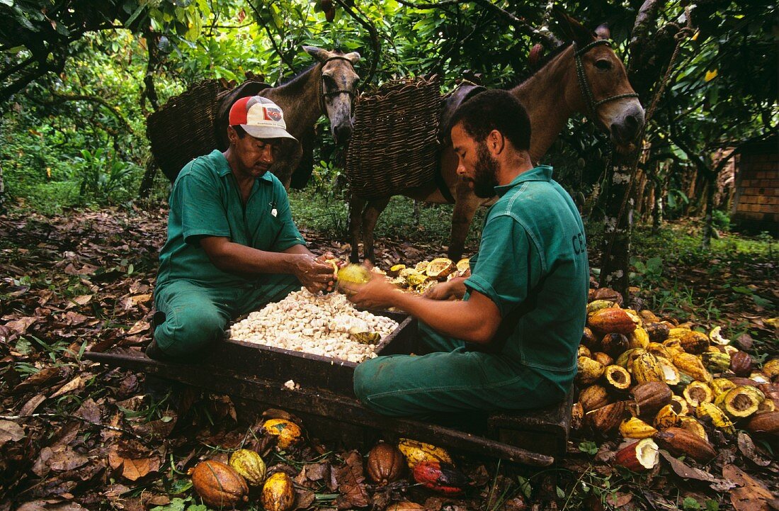 Arbeiter beim Öffnen d.Kakaofrüchte & Herauslösen d.Kerne