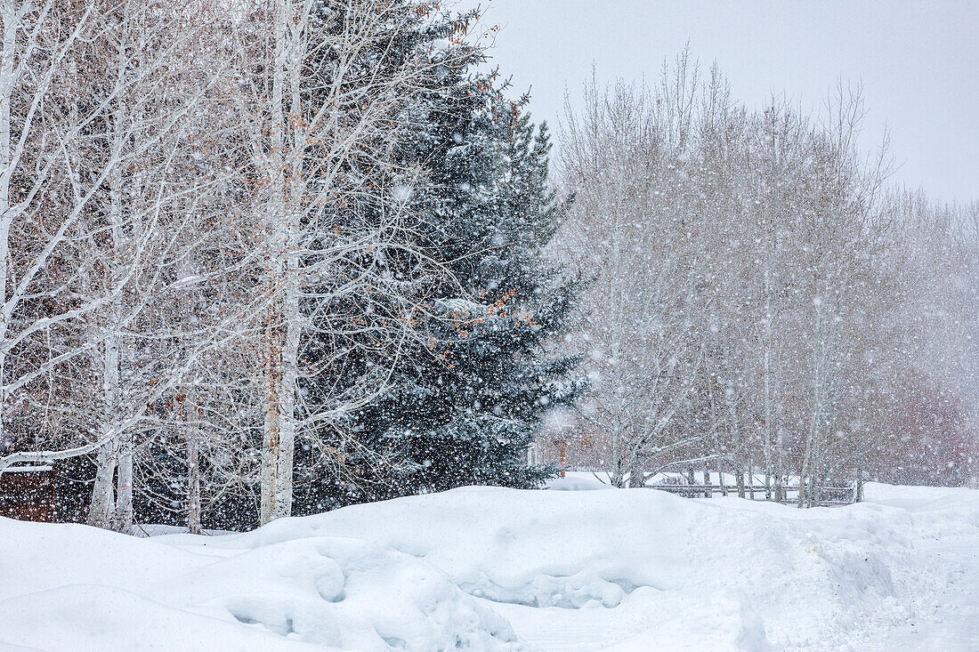 USA, Idaho, Bellevue, Schneeverwehung im Wald während eines Schneesturms im Winter