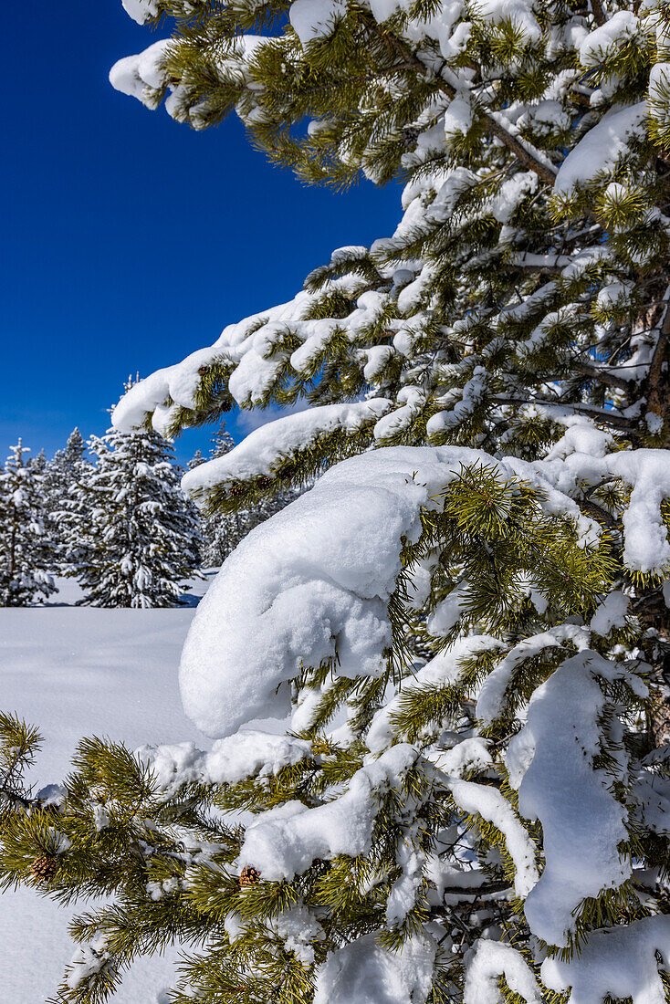 USA, Idaho, Sun Valley, Tannenbaum mit Schnee bedeckt