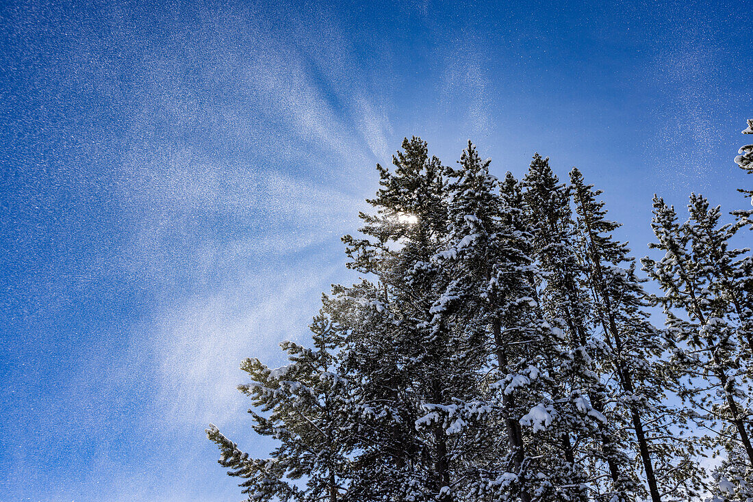 USA, Idaho, Sun Valley, Sun shining through pine trees covered with snow