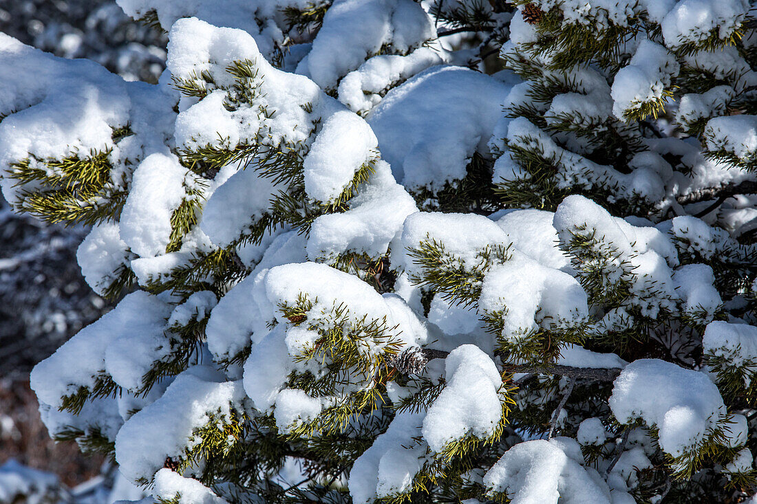 USA, Idaho, Sun Valley, Close-up of pine tree branches covered with snow
