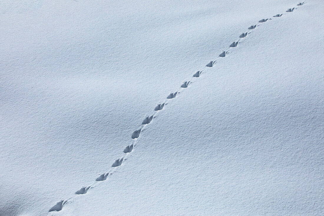 Muster von Tierspuren im Schnee