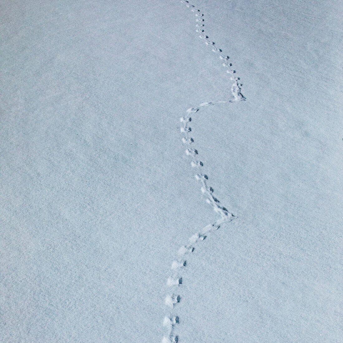 Tierische Fußabdrücke im Schnee