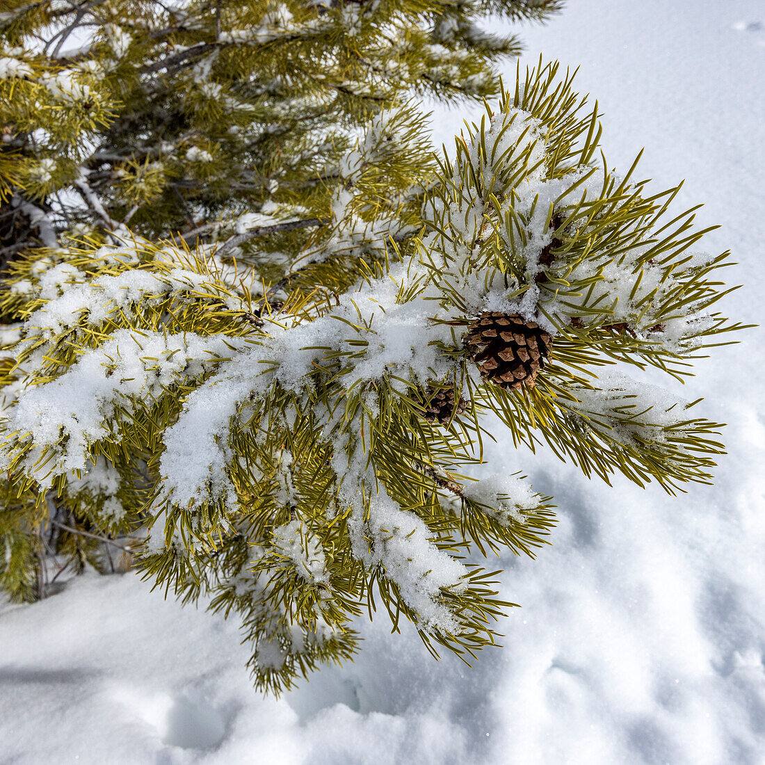 Pine cone on a tree in winter 