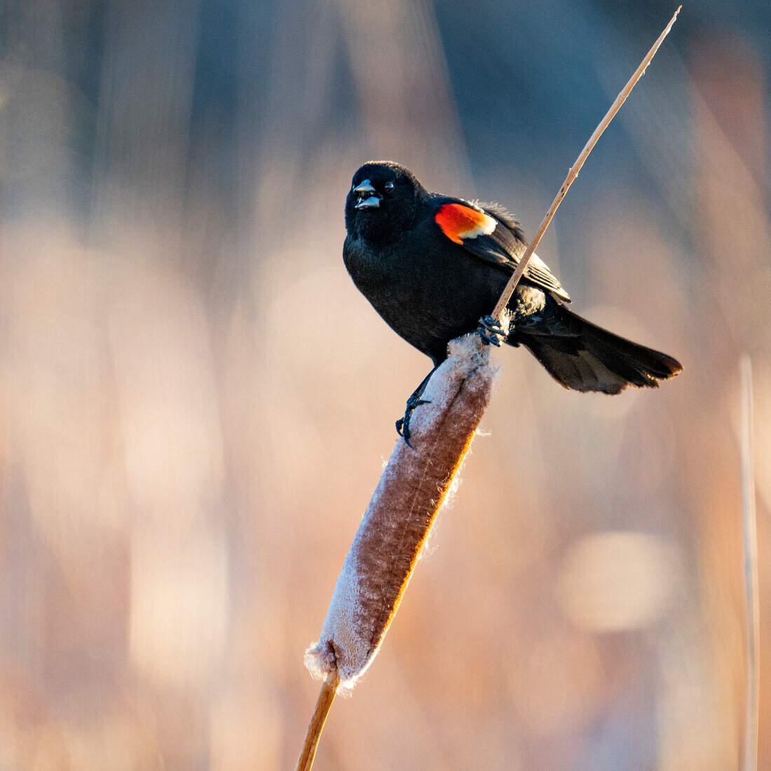 USA, Idaho, Bellevue, Rotflügelige Amsel auf Rohrkolben hockend