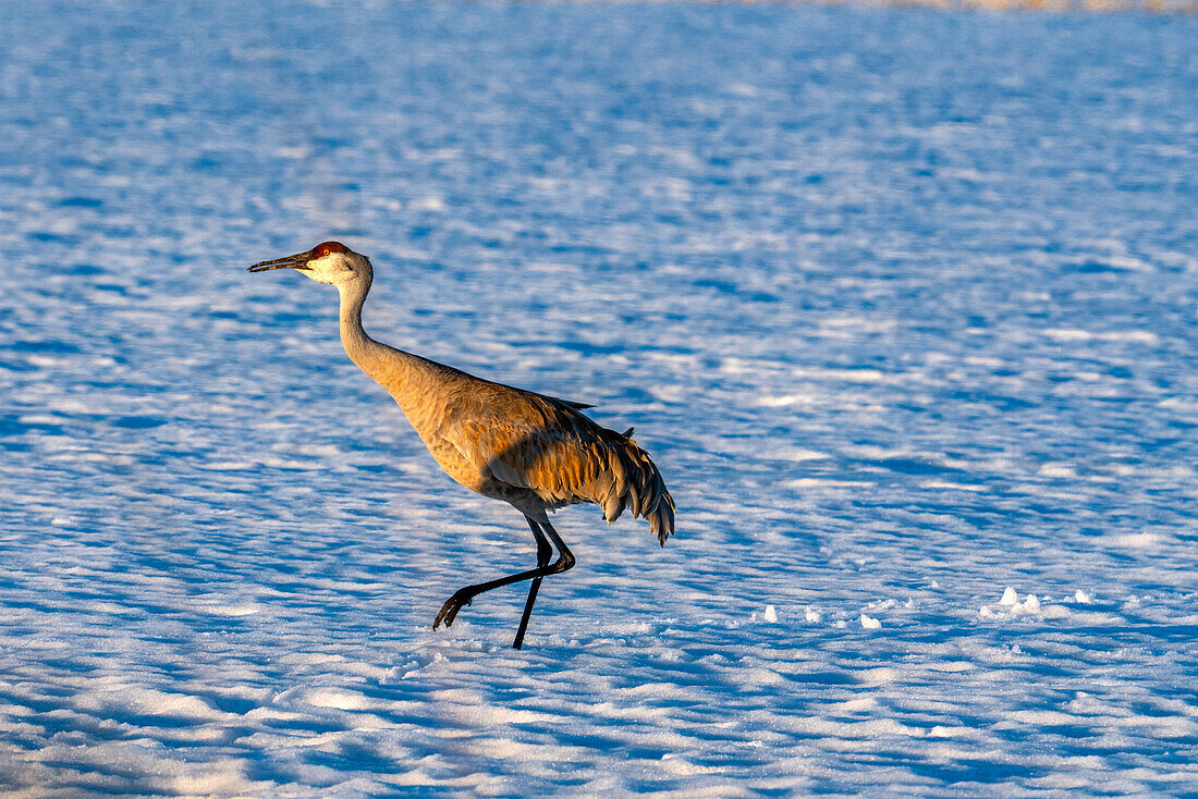 USA, Idaho, Bellevue, Crane walking in snow 