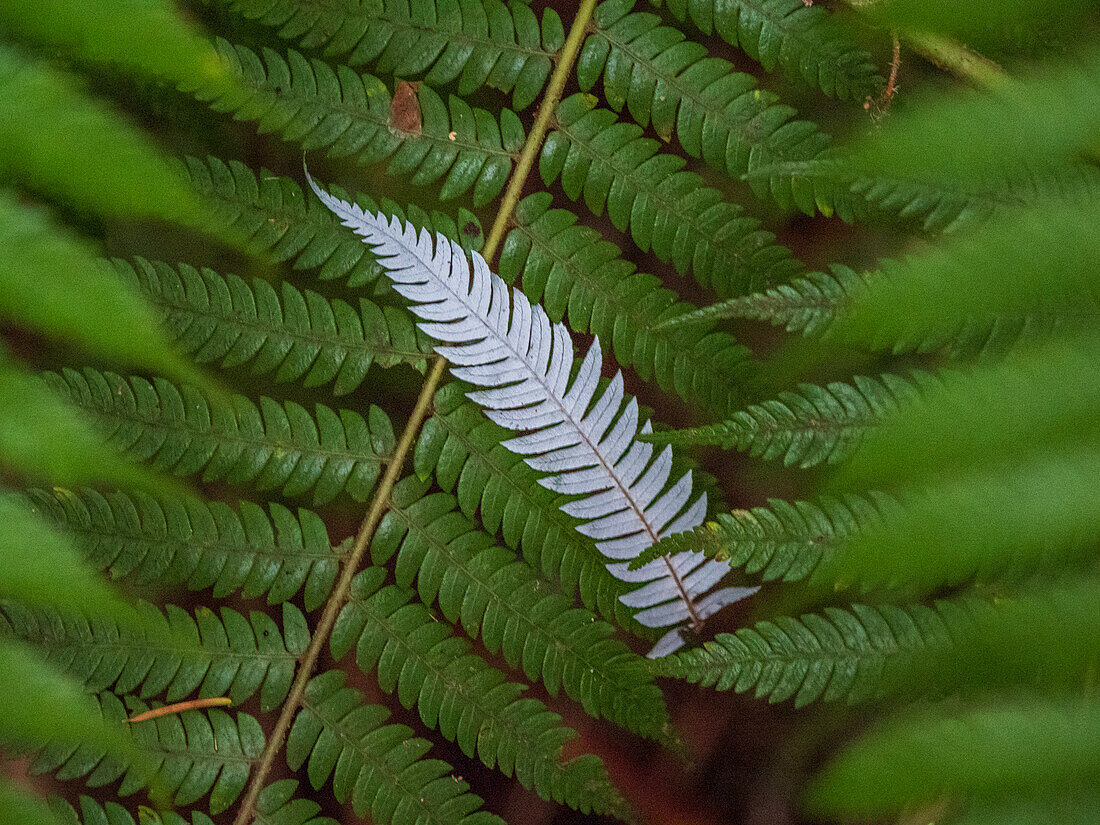 Close-up of white leaves among green leaves