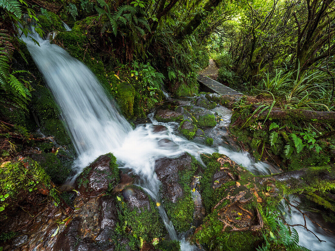 Neuseeland, Taranaki, Egmont National Park, Wasserfall im Wald