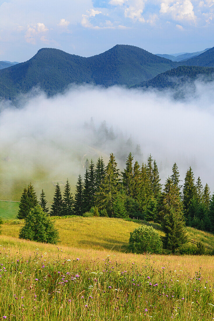 Ukraine, Ivano Frankivsk region, Verkhovyna district, Dzembronya village, Foggy rolling landscape in Carpathian Mountains