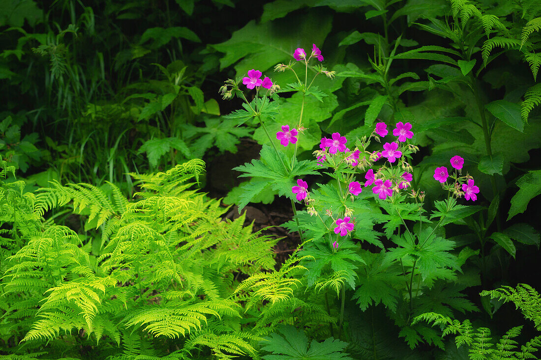 Ukraine, Ivano Frankivsk region, Verkhovyna district, Dzembronskie waterfalls, Close-up of pink flowers in lush foliage