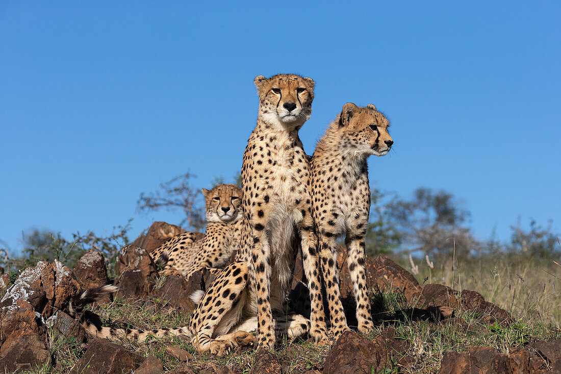 Cheetah (Acinonyx jubatus). Zimanga private game reserve, KwaZulu-Natal, South Africa, Africa