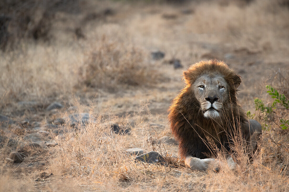 Löwe (Panthera leo), Zimanga private game reserve, KwaZulu-Natal, Südafrika, Afrika