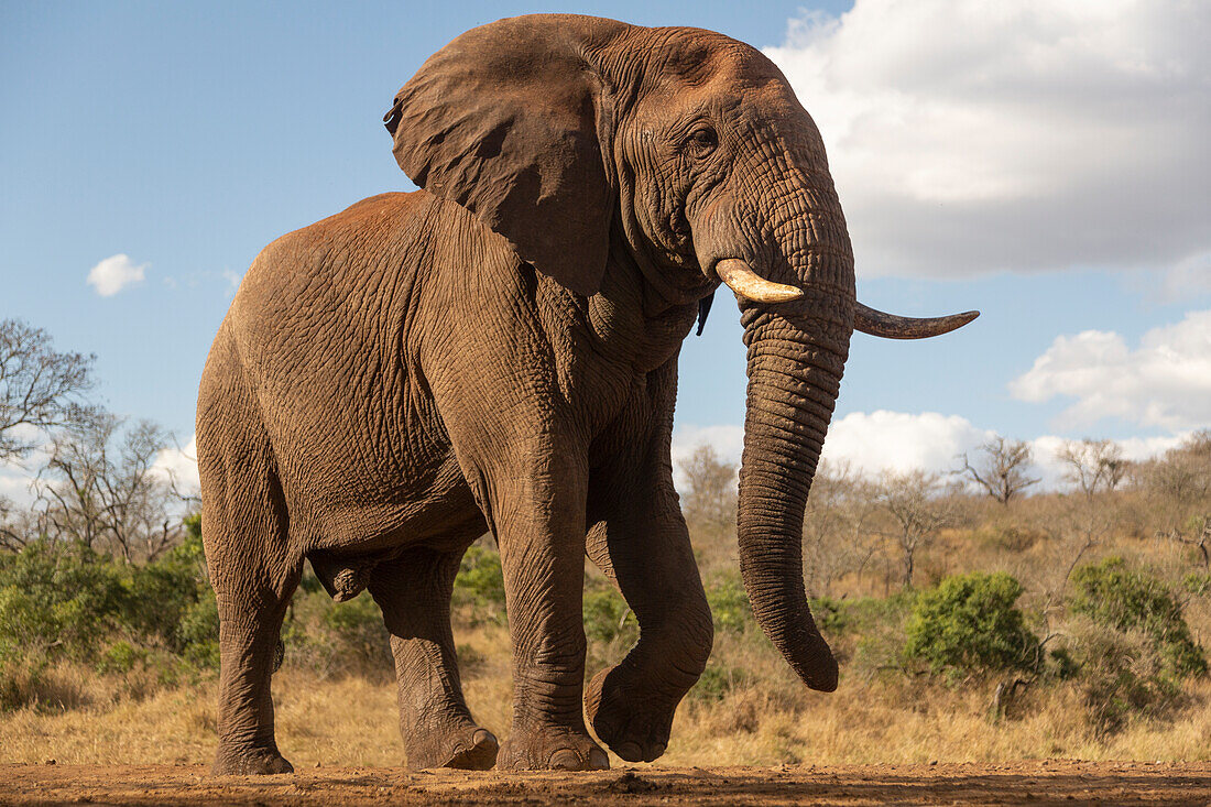 Afrikanischer Elefant (Loxodonta africana) Bulle, Zimanga Private Game Reserve, KwaZulu-Natal, Südafrika