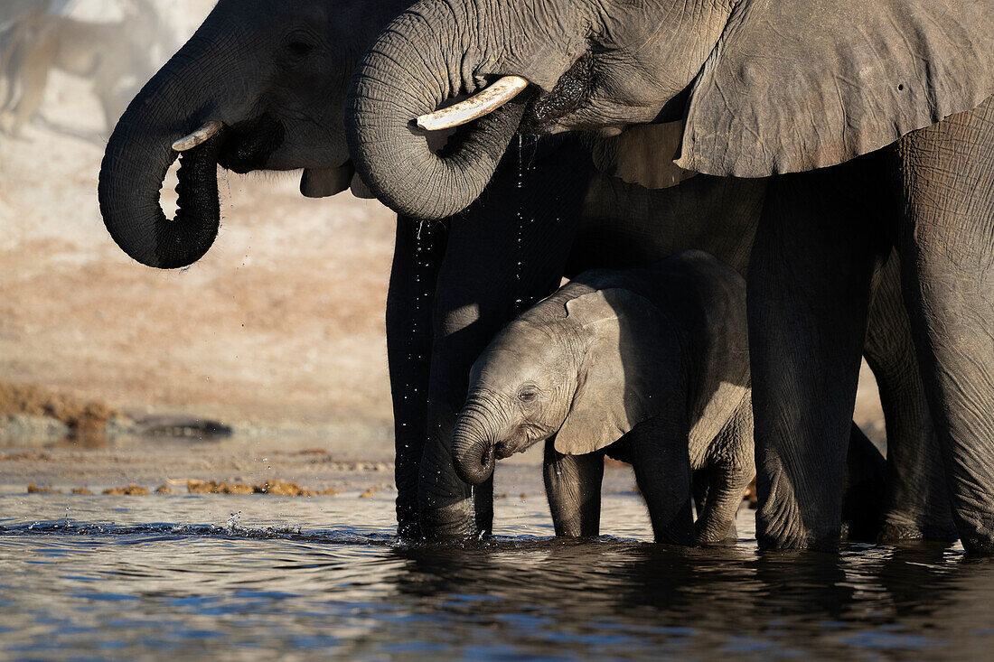 African elephant (Loxodonta africana) calf drinking, Chobe National Park, Botswana, Africa