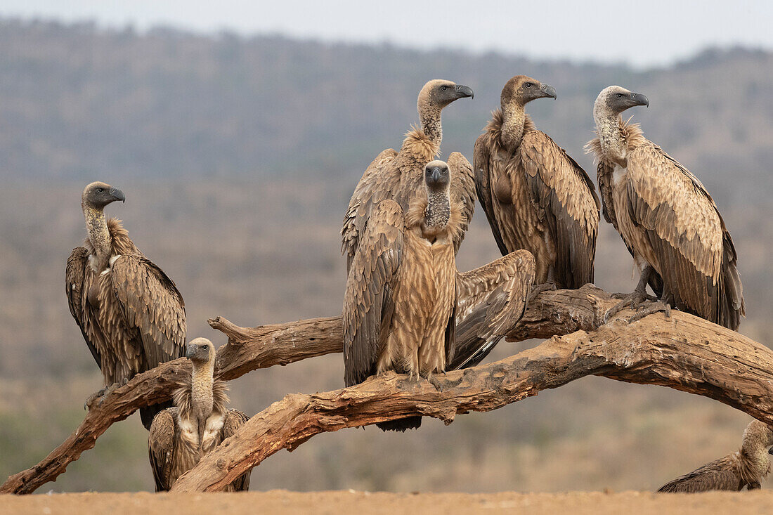Whitebacked vultures (Gyps africanus), Zimanga Game Reserve, KwaZulu-Natal, South Africa, Africa