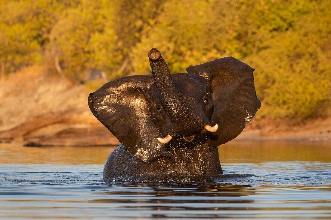 African elephant (Loxodonta africana), Chobe National Park, Botswana, Africa
