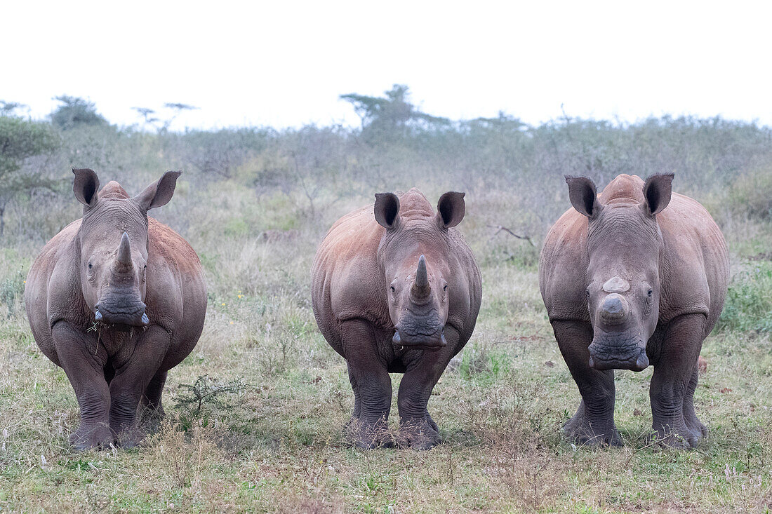 White rhinos (Ceratotherium simum) horned and dehorned, Zimanga Game Reserve, KwaZulu-Natal, South Africa, Africa