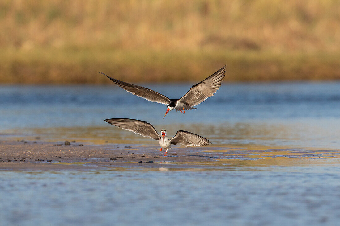 African skimmers (Rynchops flavirostris), Chobe National Park, Botswana, Africa